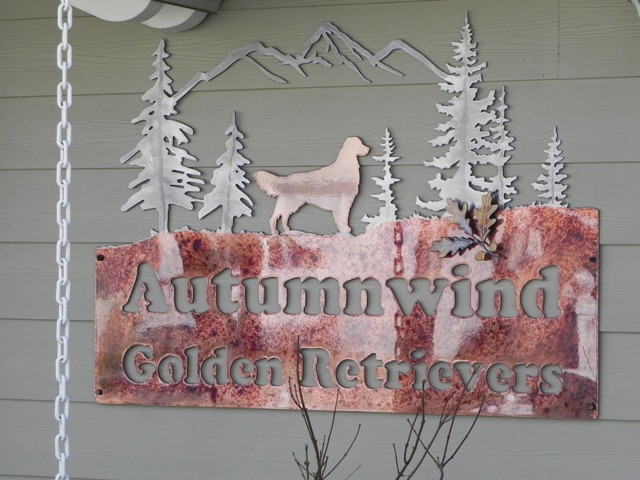 Autumnwind Golden Retrievers: Home